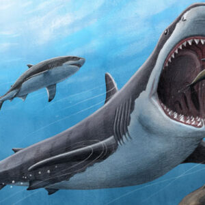 Megatooth Sharks were Opportunistic Supercarnivores, New Research Reveals