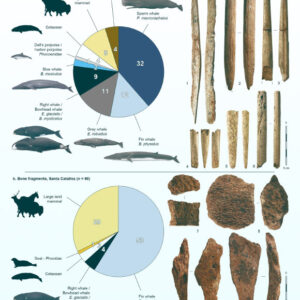 20,000-Year-Old Whale Bone Tools Found in Spain