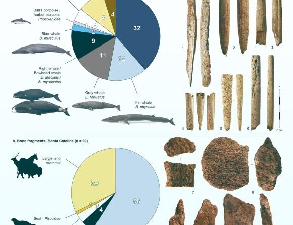 20,000-Year-Old Whale Bone Tools Found in Spain