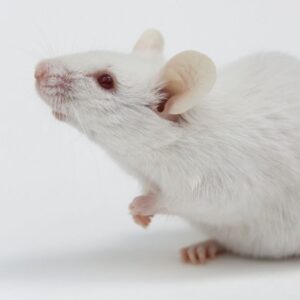 Combo of cancer therapy drugs increases mice lifespan by 30% — but anti-aging benefits in humans remain unknown