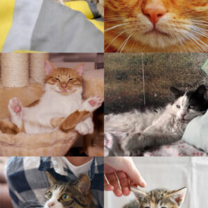 Domestic Cats Recognize Odor of Their Owner, Researchers Say