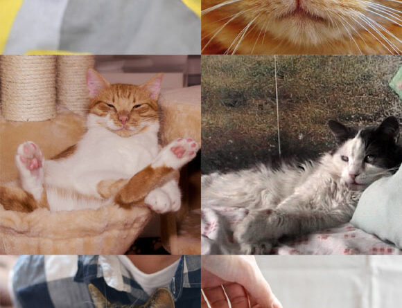 Domestic Cats Recognize Odor of Their Owner, Researchers Say