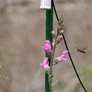 Buzzing Sounds of Pollinators Lead Plants to Increase Their Nectar Production, Study Says