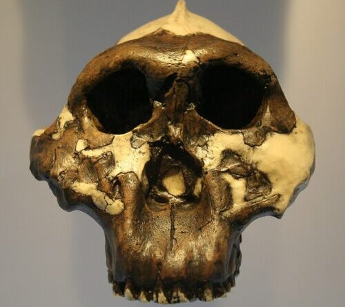 Enigmatic hominin species studied using 2 million-year-old proteins
