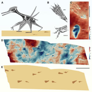 Study: Several Groups of Pterosaurs Became More Terrestrial 160 Million Years Ago