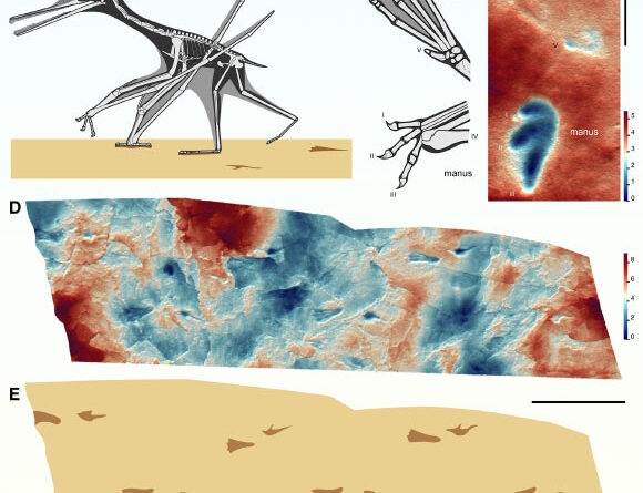 Study: Several Groups of Pterosaurs Became More Terrestrial 160 Million Years Ago