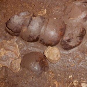 Chopped-up skulls found in Maya ‘blood cave’ were a ritual offering for a good harvest, archaeologists suggest
