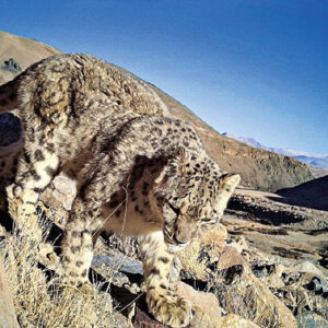 New Camera Trapping Study Reveals Large Population of Snow Leopards in India
