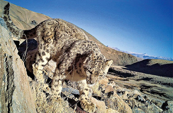 New Camera Trapping Study Reveals Large Population of Snow Leopards in India