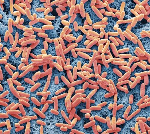 A dangerous E. coli strain has emerged; a small mutation may explain its rise