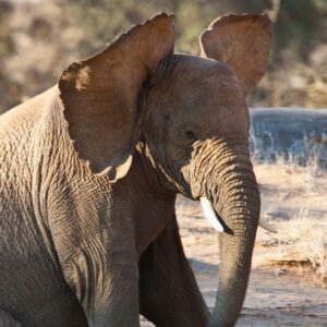 Why do elephants have big ears?