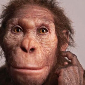 Australopithecus sediba and Homo naledi Used Different Types of Hand Grips, Study Suggests