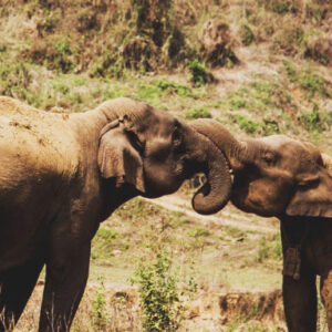 Asian Elephants Have Larger Brains than Their Relatives from Africa, New Research Shows