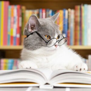 Cat quiz: Can you get a purr-fect score?
