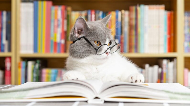 Cat quiz: Can you get a purr-fect score?