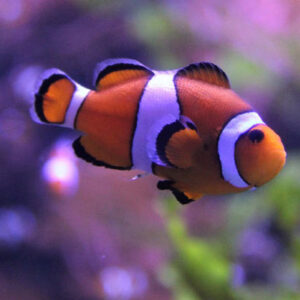 Clown Anemonefish Shrink to Survive Heat Stress, New Study Says