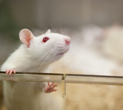 Scientists figure out how the brain forms emotional connections