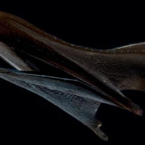 Pelican eel: The midnight zone ‘gulper’ with a giant mouth to swallow animals bigger than itself