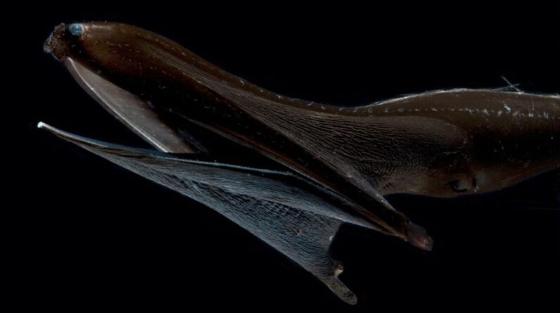 Pelican eel: The midnight zone ‘gulper’ with a giant mouth to swallow animals bigger than itself