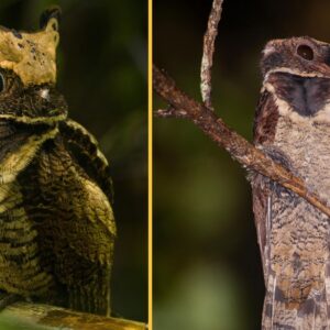 Great eared nightjar: The ‘baby dragon’ bird that lays its eggs on the floor