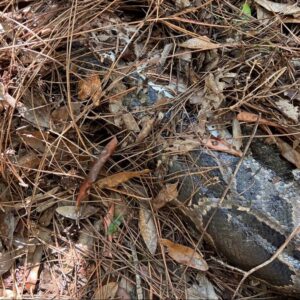 Florida bobcat bites the head off of 13-foot Burmese python in the Everglades