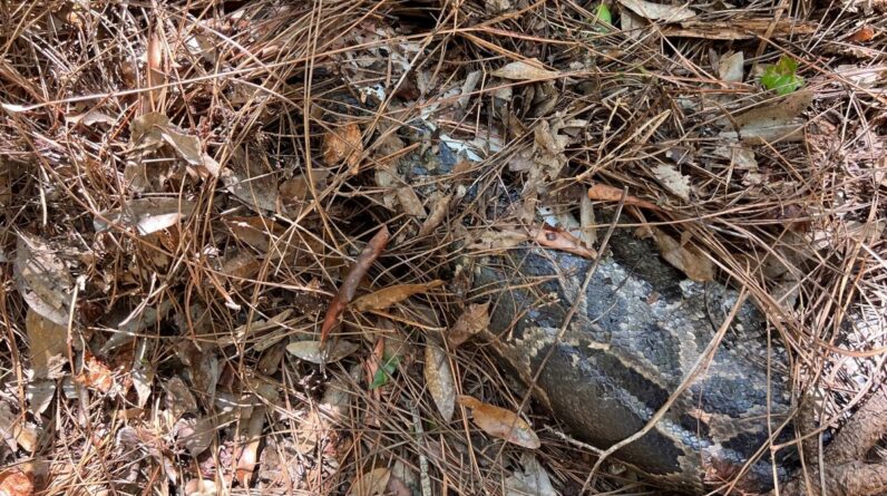 Florida bobcat bites the head off of 13-foot Burmese python in the Everglades