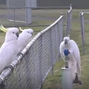 Australian ‘trash parrots’ have now developed a local ‘drinking tradition’