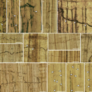 160-Million-Year-Old Blue-Stain Fungus Fossils Found in China