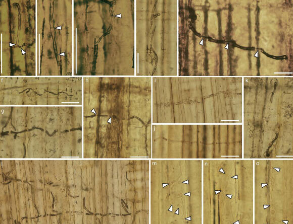 160-Million-Year-Old Blue-Stain Fungus Fossils Found in China