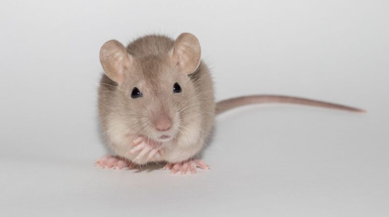 ‘Rubber paw illusion’: Mice can ‘sense’ artificial limbs, just as humans do