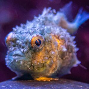 Pacific spiny lumpsucker: The adorable little fish with a weird suction cup resembling human teeth