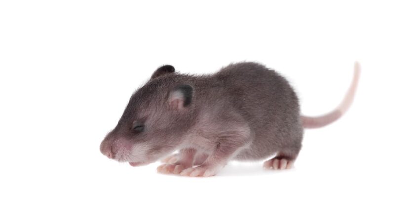 Which animal has the best sense of smell?