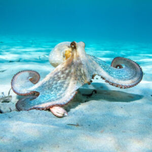 The nine-armed octopus and the oddities of the cephalopod nervous system