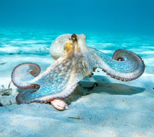 The nine-armed octopus and the oddities of the cephalopod nervous system