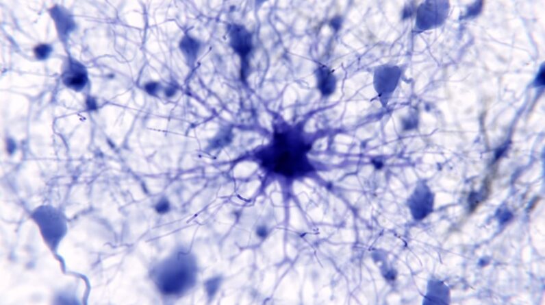 Star-shaped brain cells may underpin the brain’s massive memory storage