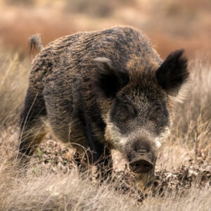 Pigs Were Domesticated from Wild Boars in South China over 8,000 Years Ago, Study Suggests
