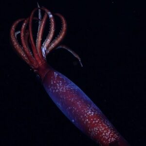 Haunting blood-red squid with large hooks drifts through Antarctic ocean’s midnight zone in world-first video