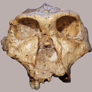 Strange pits on 2 million-year-old teeth may reveal which human relatives are closely related to each other