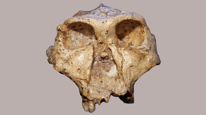 Strange pits on 2 million-year-old teeth may reveal which human relatives are closely related to each other