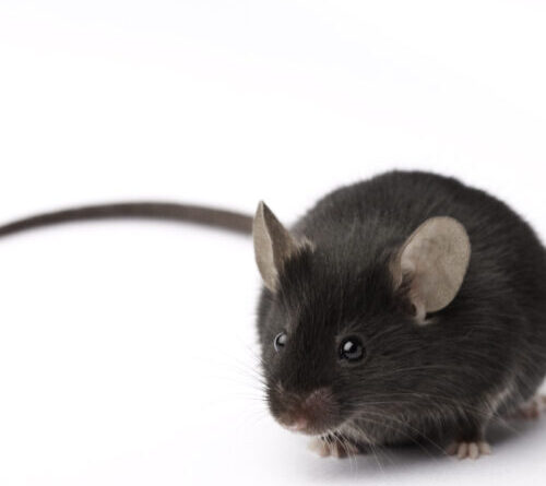 Experimental retina implants give mice infrared vision
