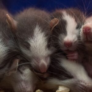 ‘Completely new and totally unexpected finding’: Iron deficiency in pregnancy can cause ‘male’ mice to develop female organs