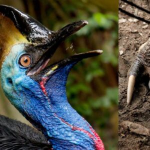 Southern cassowary: The giant prehistoric bird with dinosaur feet
