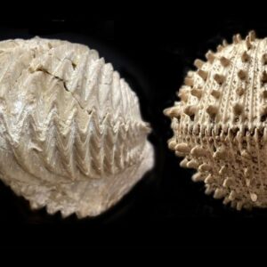 ‘Statistically, that shouldn’t have happened’: Something very weird occurred in the ocean after the dinosaur-killing asteroid hit