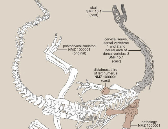 Triassic Sauropodomorph Dinosaur Suffered from Severe Bone Tissue Infection