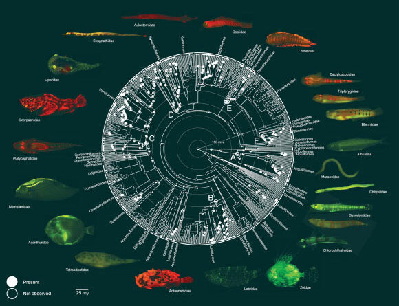 Two New Studies Shed Light on Ancient Origins of Biofluorescence in Fishes
