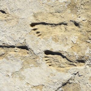 Evidence is building that people were in the Americas 23,000 years ago