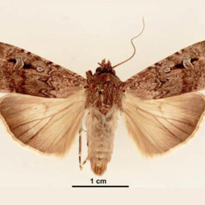 Bogong Moths Use Starry Night Sky as Compass, Scientists Say