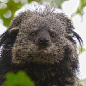 Binturong: The bearcat that smells like hot buttered popcorn