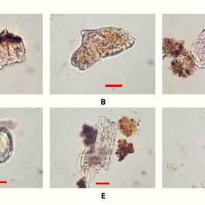 Archaeologists Find 3,500-Year-Old Traces of Rice in Guam
