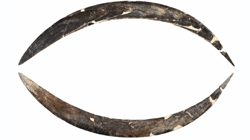 40,000-year-old mammoth tusk boomerang is oldest in Europe — and possibly the world